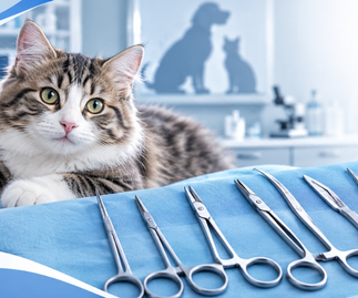 Veterinary Instruments