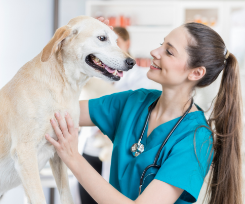 Veterinary Instruments